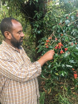 ETHIOPIA - Limmu Kossa