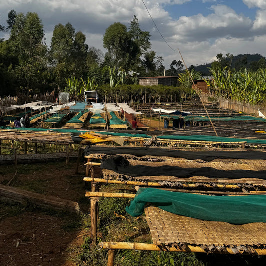 ETHIOPIA - Nguisse Kayimo