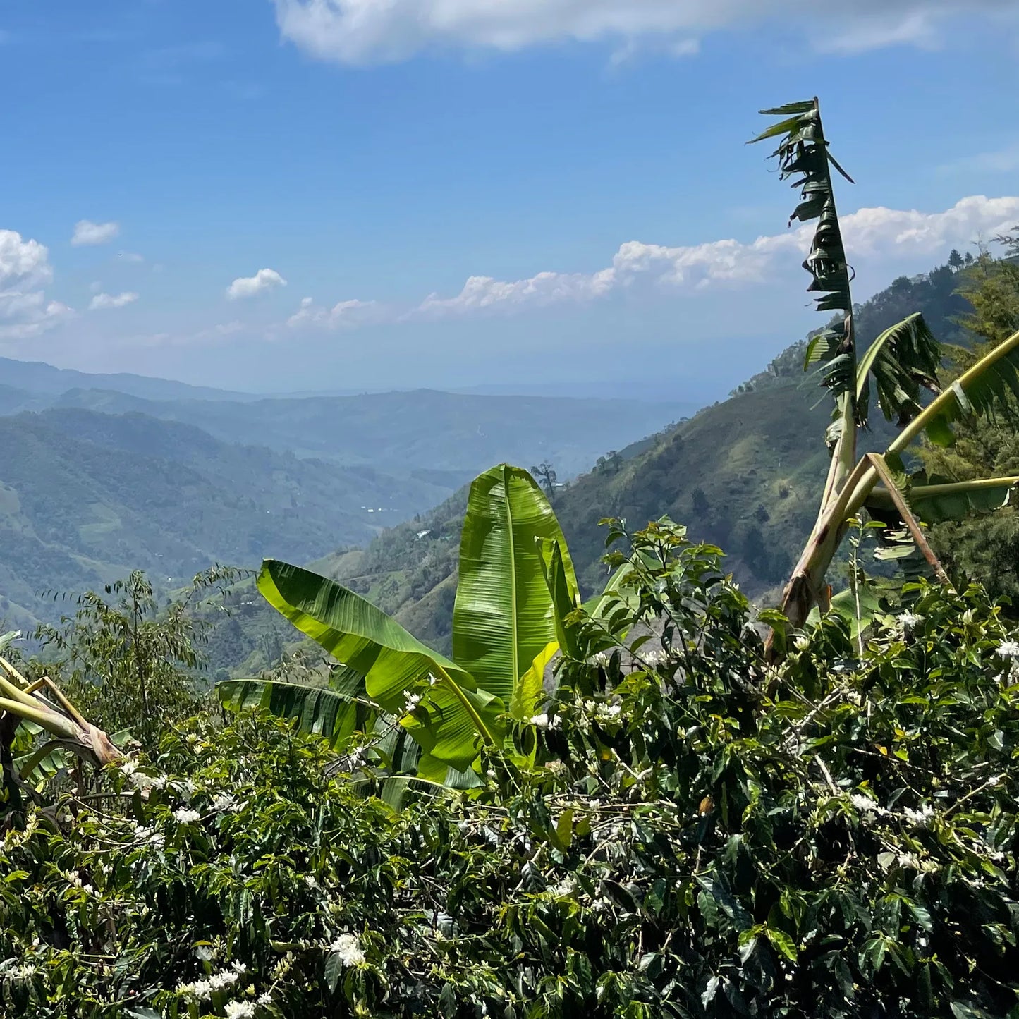 COSTA RICA - Small Farm Holders Blend