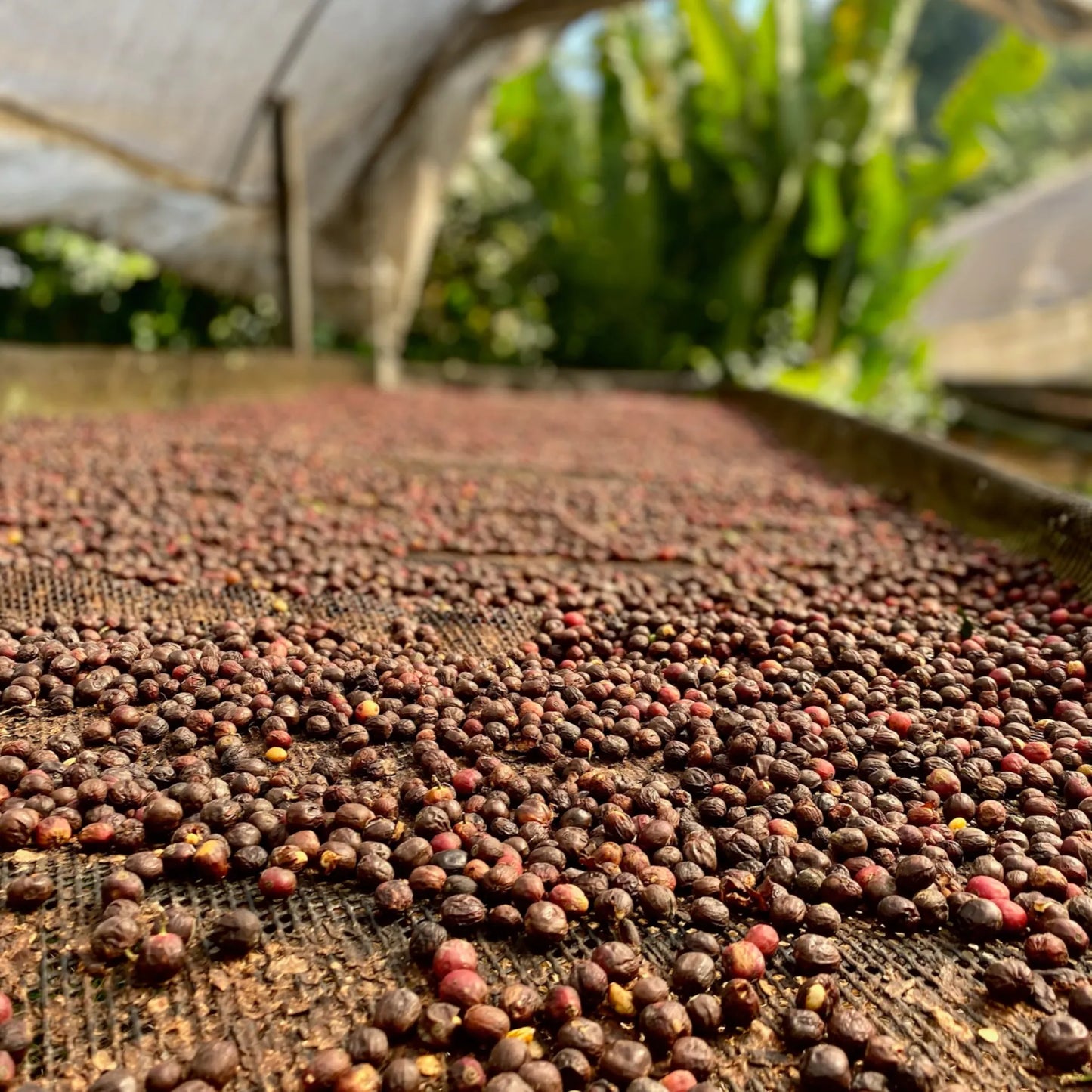 COSTA RICA - Small Farm Holders Blend