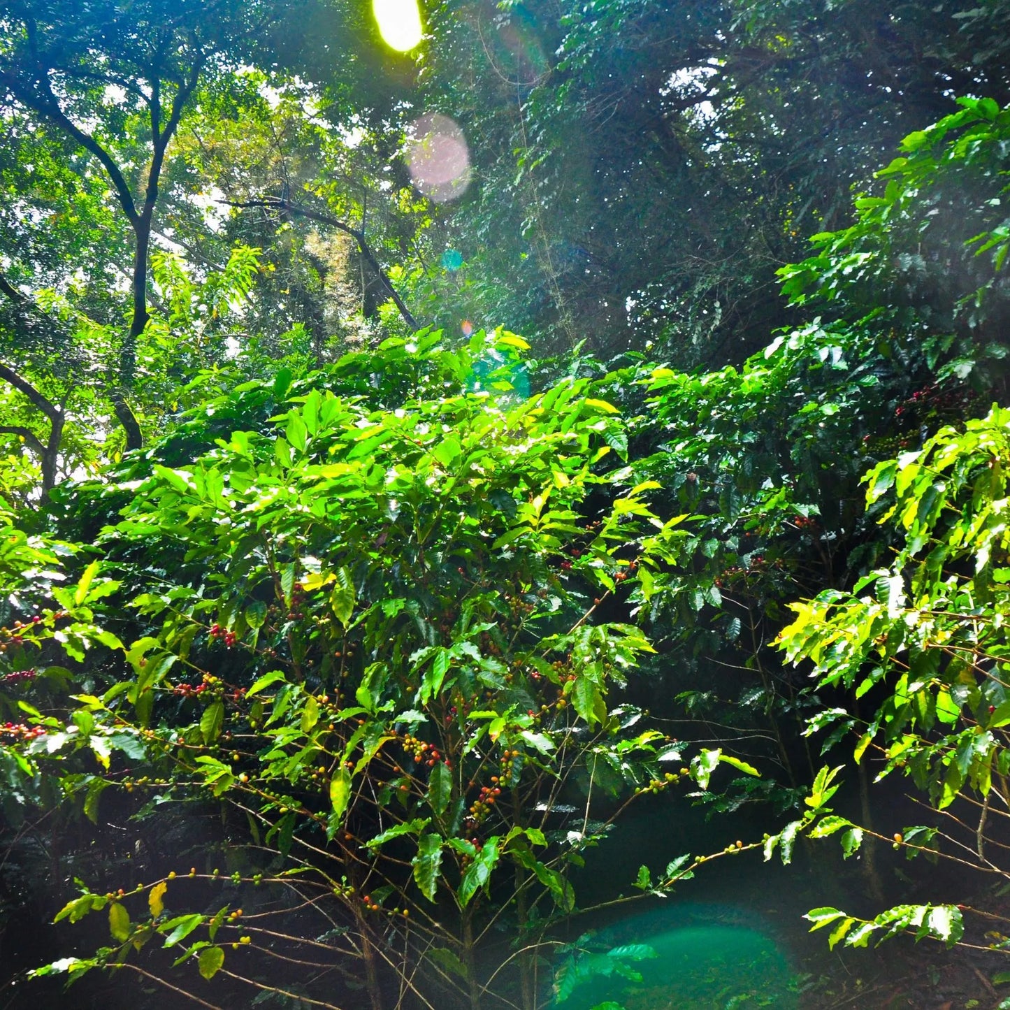 COSTA RICA - Small Farm Holders Blend