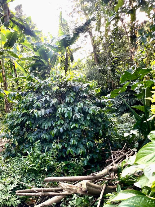 DECAF TANZANIA - Kumburu & Ngapomba