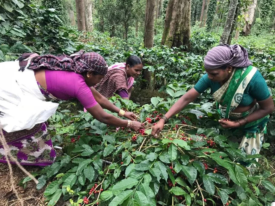 INDIA - Prakashan Balaraman
