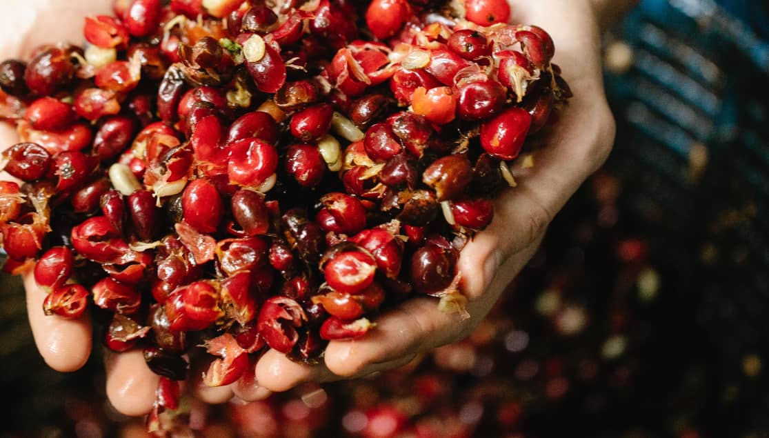 CASCARA ETHIOPIA - Limmu Kossa